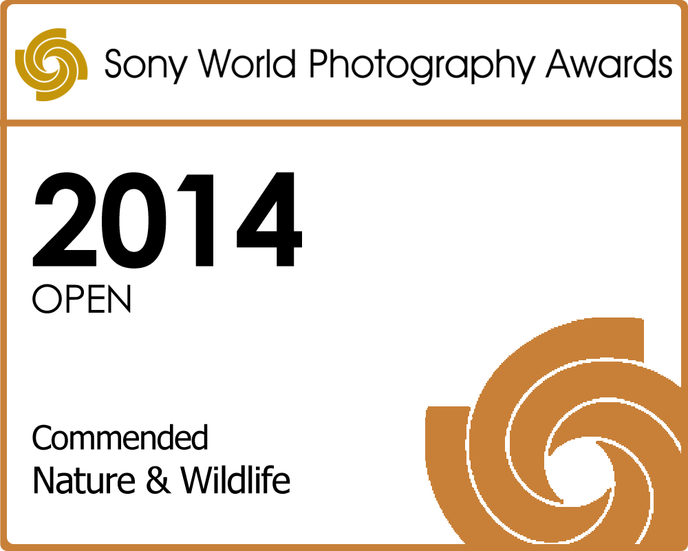 Sony World Photography Awards 2014 Entry Nature-and-Wildlife_Commended