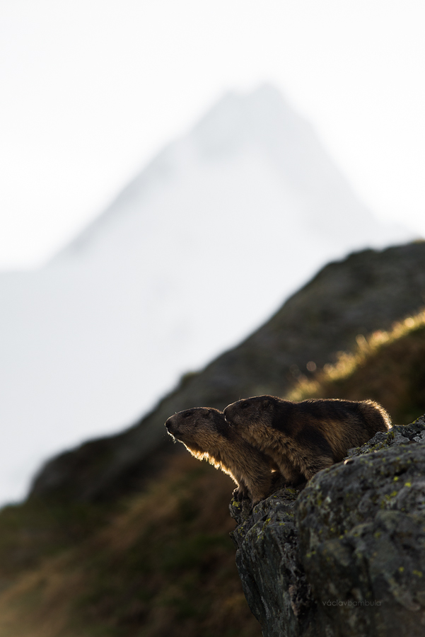 Svist Marmota Marmot