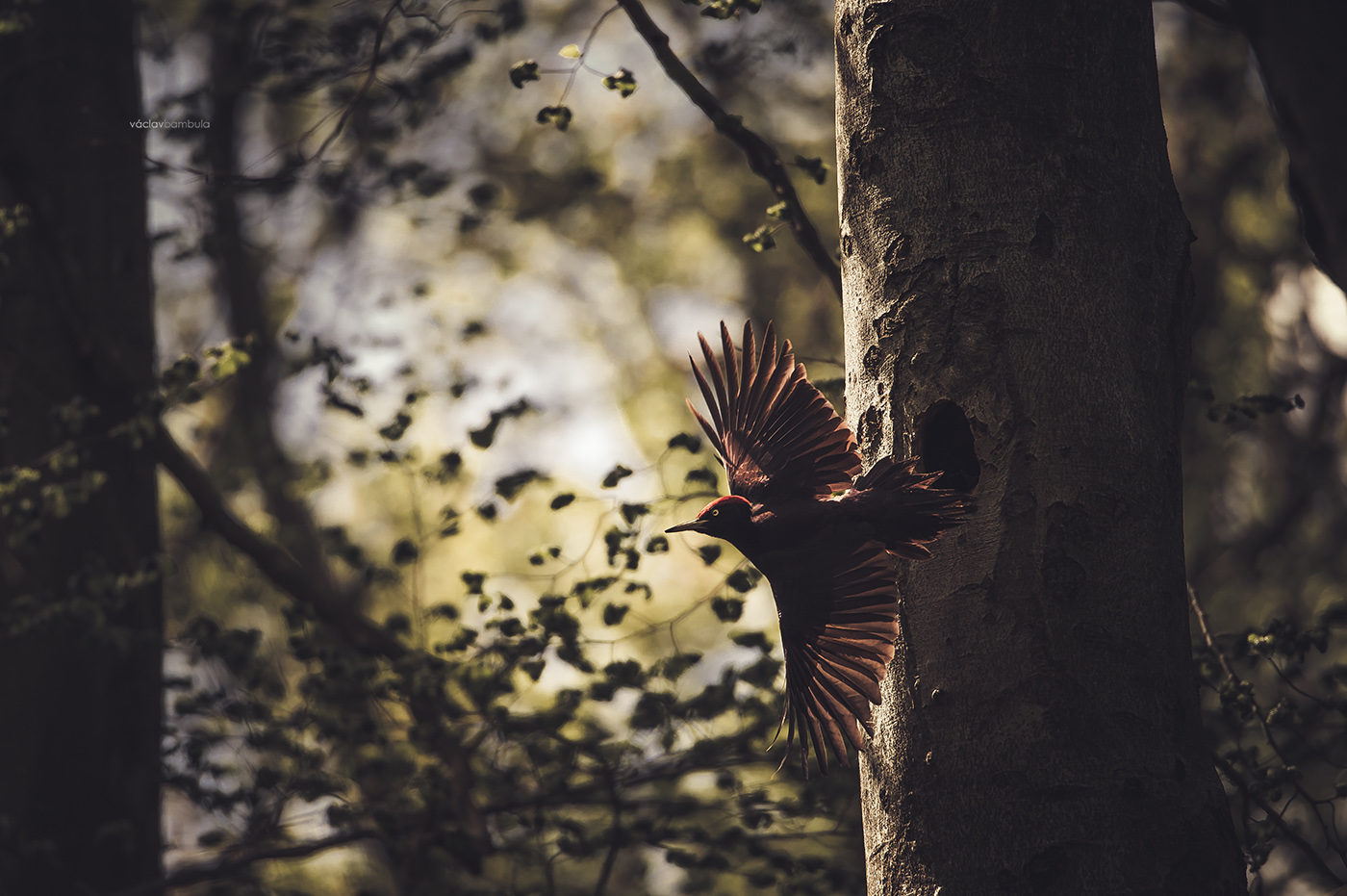 Datel cerny Dryocopus martius Black woodpecker